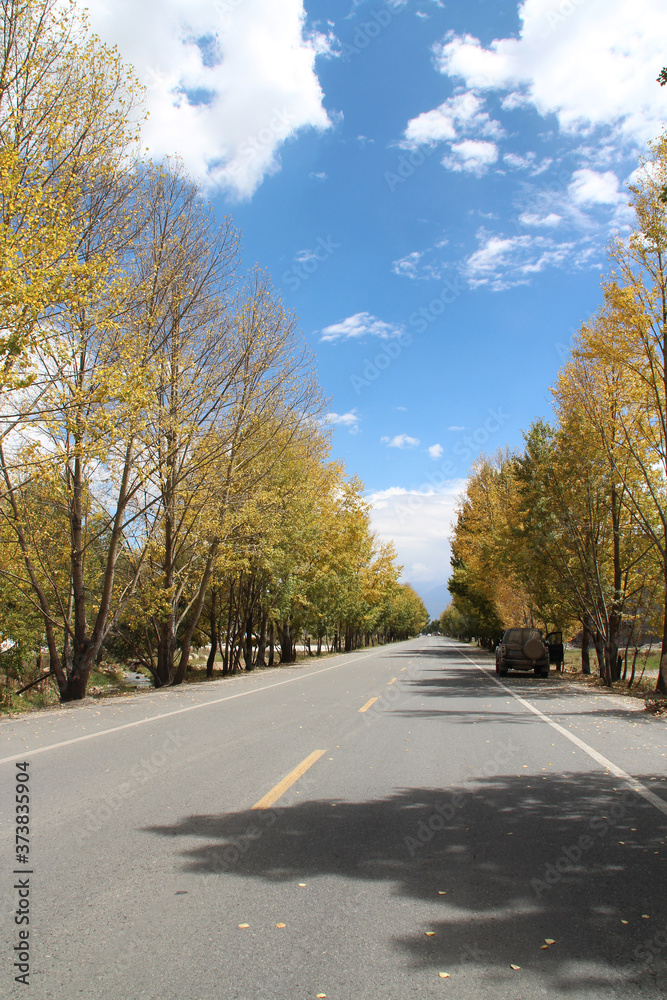 Beautiful autumn view of trees and golden leaves along the roadside in Lhasa, Tibet
