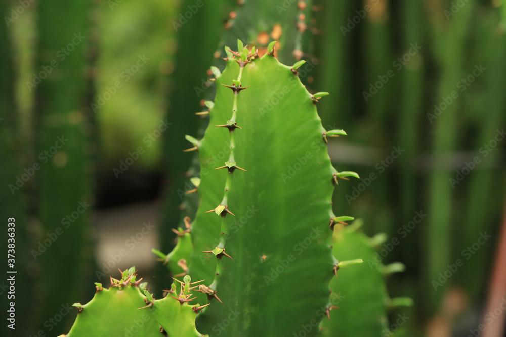 close up of cactus