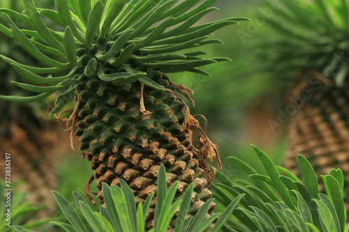 pine cones on the tree