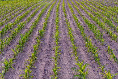 Modern and smart agriculture shot, rows of young corn plants growing on field with technological farming icons