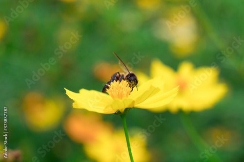 Focus on the bee on yellow flowers © Ake Forever