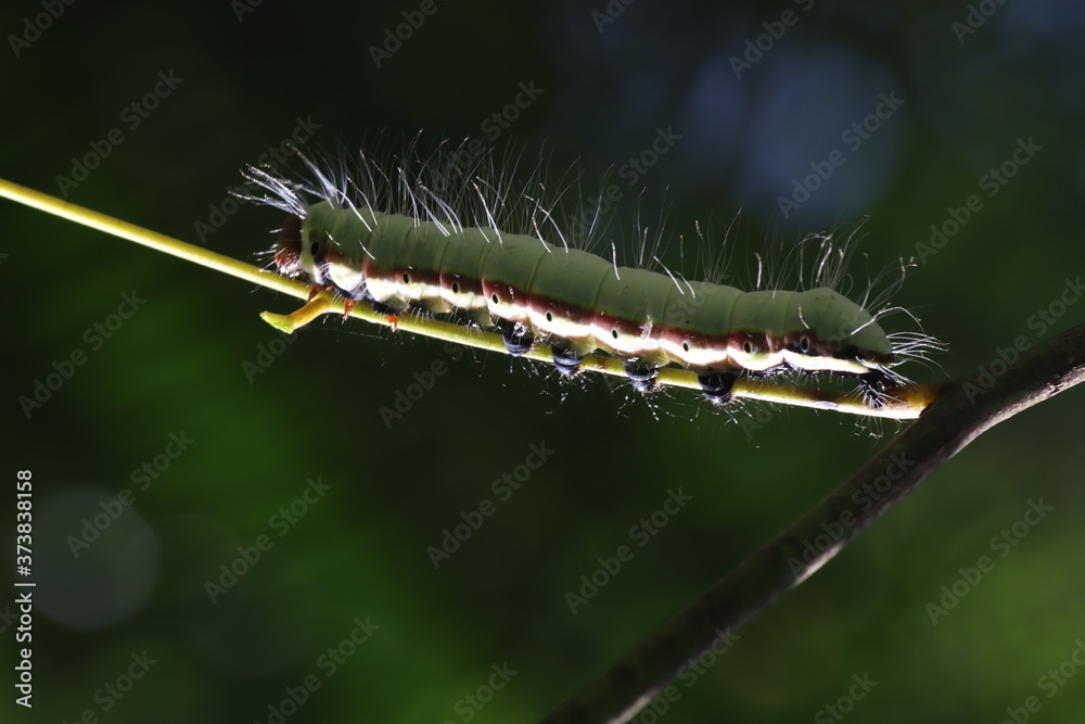 Fototapeta premium green caterpillar