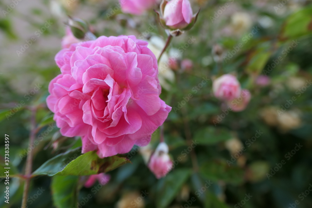 pink rose bush