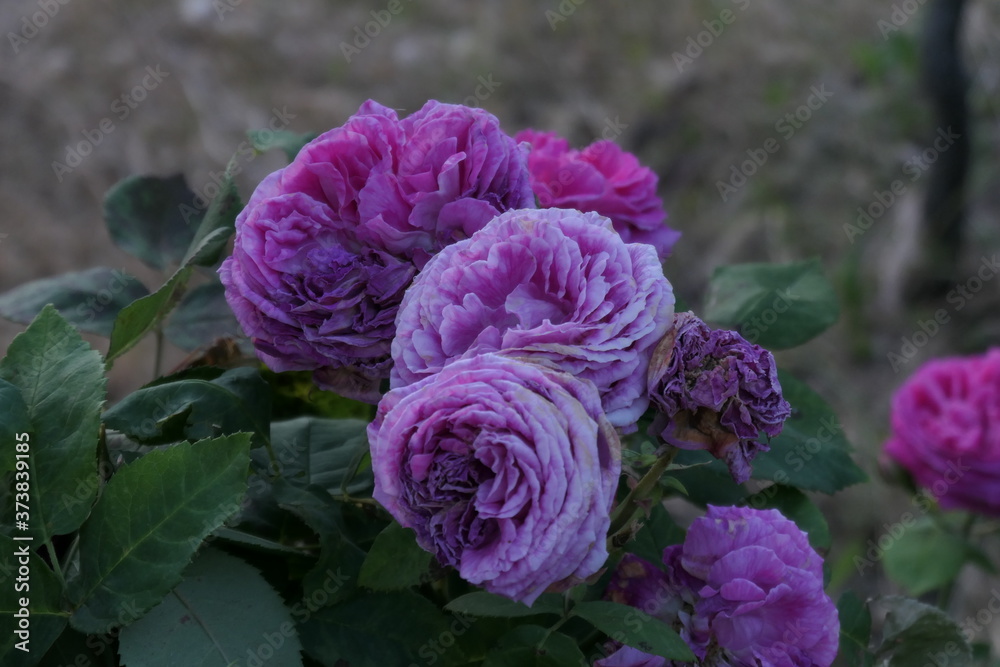 purple and white roses purple and white roses
