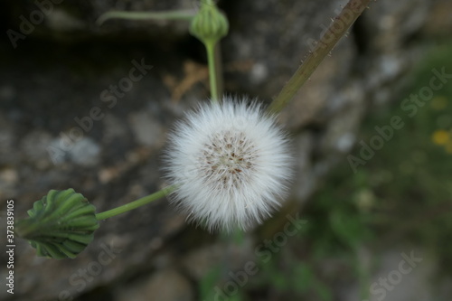 dandelion seed head