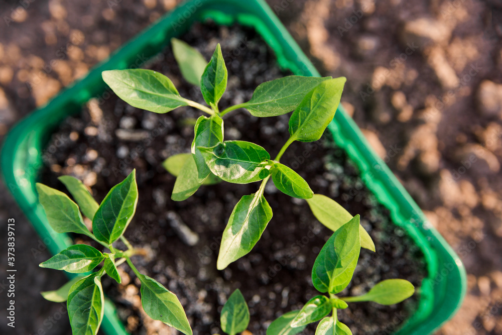 Bell pepper seedlings. Gardening.Green leaves of plants in tray on the graund. Close-up view Bell pepper seedlings. Gardening.Green leaves of plants in tray on the graund. Close-up view