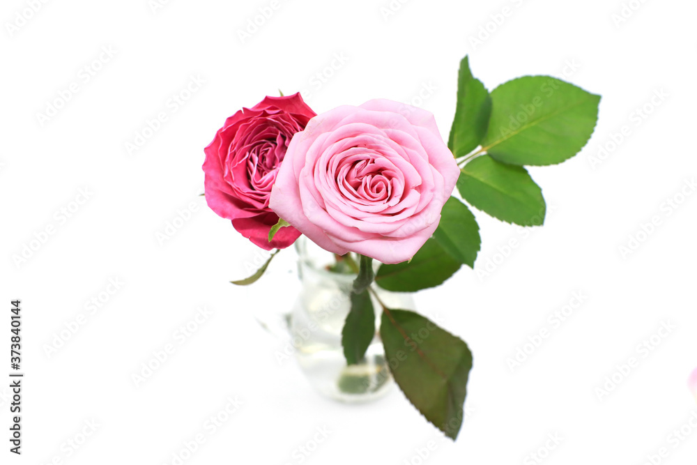 pink rose isolated on white pink rose isolated on white