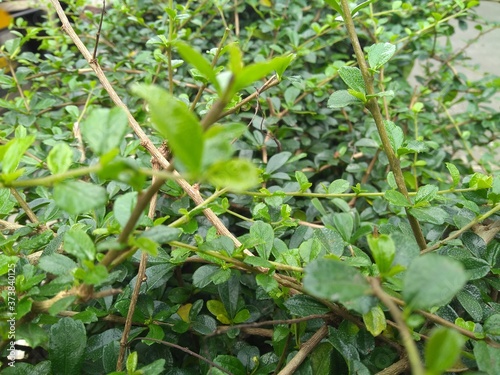 Wallpaper Mural Juicy lush green grass on meadow with drops of water dew in morning light in spring  rain Torontodigital.ca