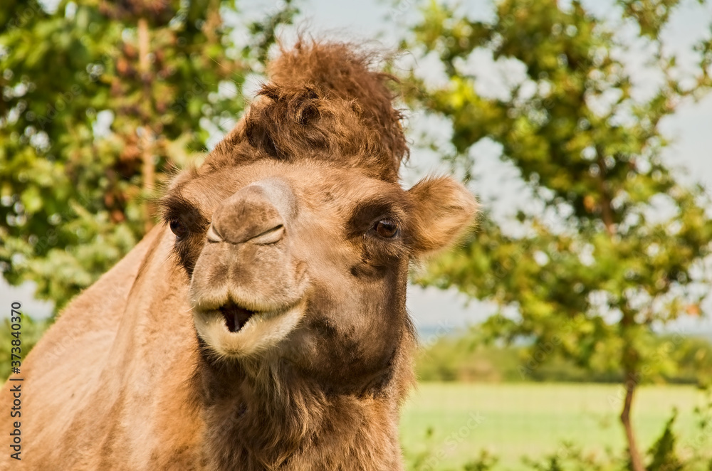 camel two-hunched looking into the lens