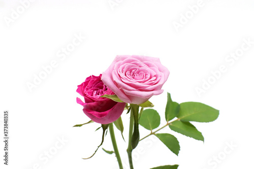 Fototapeta Naklejka Na Ścianę i Meble -  pink roses isolated on white background
