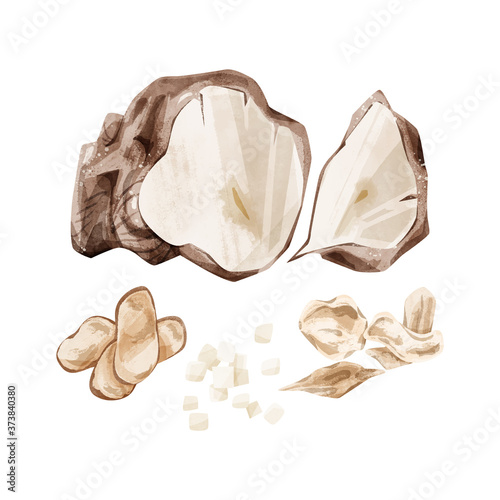 茯苓（ブクリョウ）漢方薬の生薬水彩イラスト