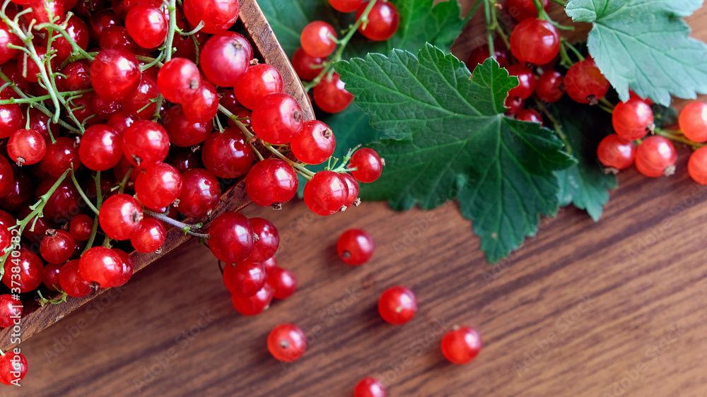 wet red currant on brown wooden table. wet red currant on brown wooden table.