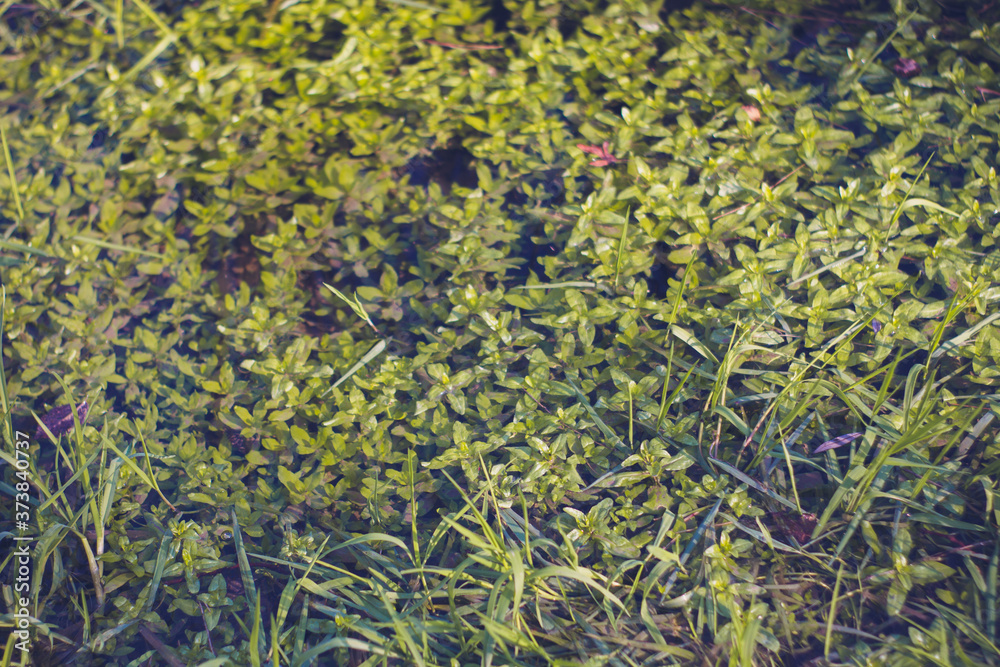 green grass close up green grass close up