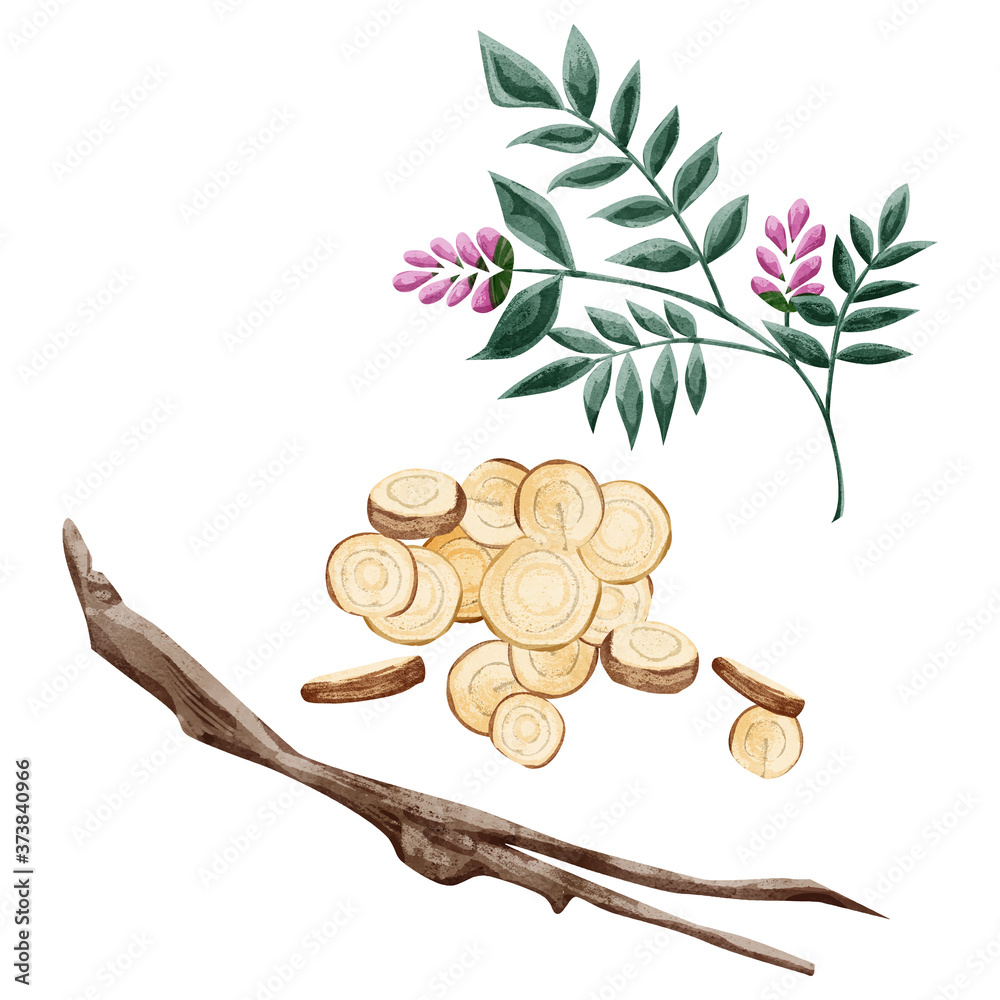 甘草 カンゾウ 漢方薬の生薬水彩イラスト Stock Vector Adobe Stock