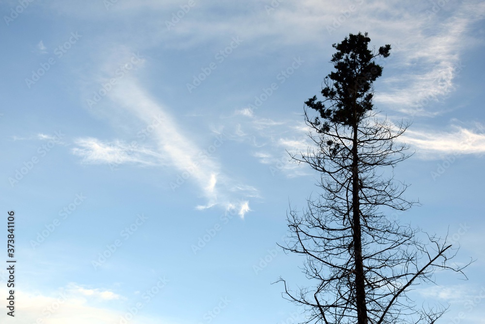 Beautiful picture of blue sky and tree Beautiful picture of blue sky and tree