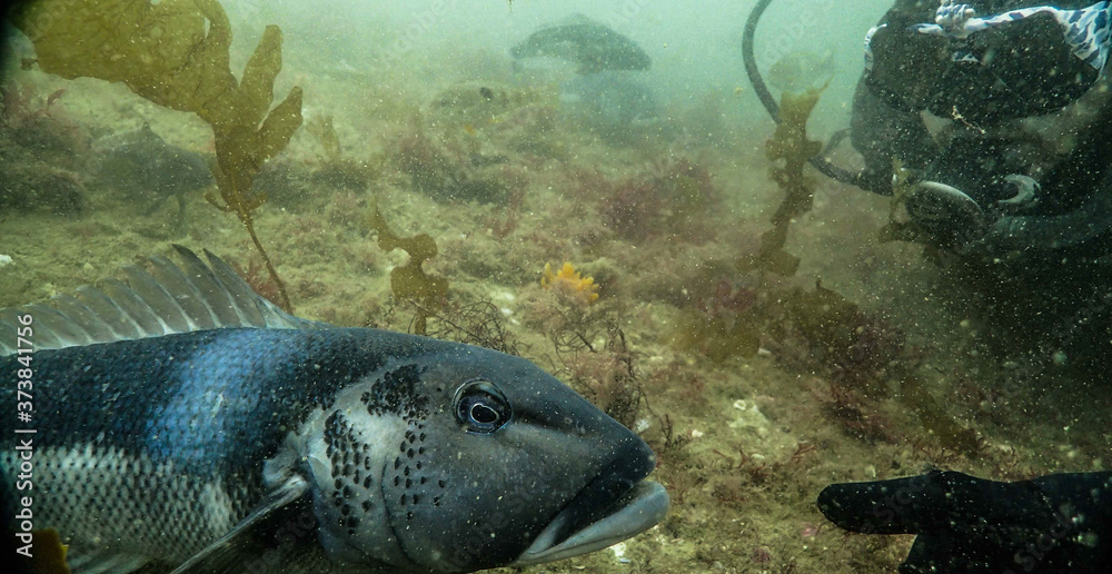 Fototapeta premium fish in sea