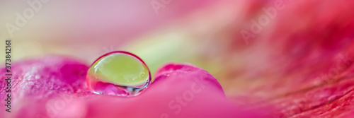 Red yellow rose petals with drops of water. Aromatherapy and spa concept. Blurred floral background