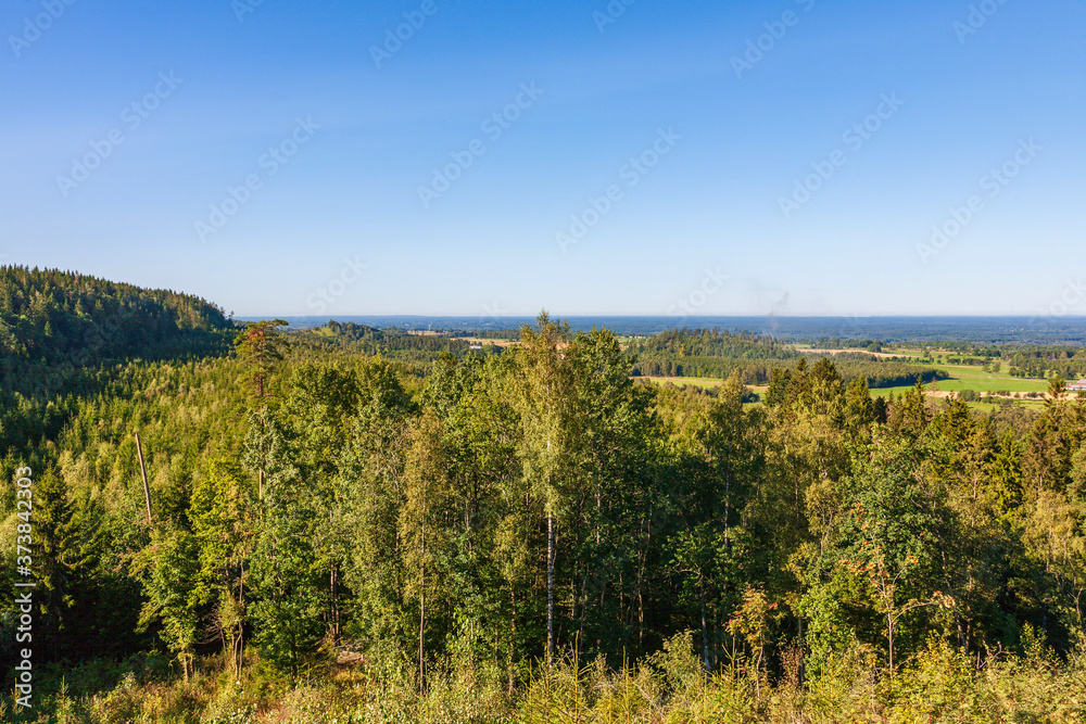 Woodland view with the horizon in background
