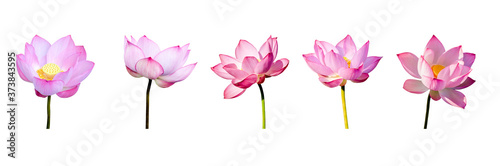 Lotus flower collections isolated on white background. File contains with clipping path so easy to work. © Nisathon Studio