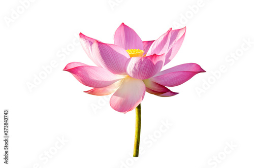 Beautiful pink lotus flower isolated on white background