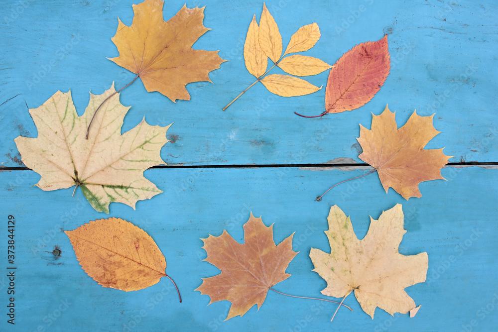 Natural frame with autumn leaves on blue wooden background. Flat lay fall composition with copy space. Back to school concept