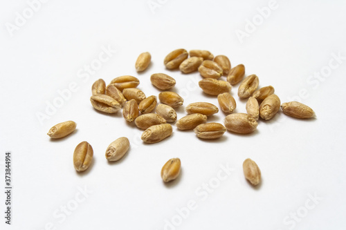 Wheat grains on white isolated background. Pile of cereal grains scattered on the table close-up. Seeds of barley, wheat, oats, rye, triticale macro shooting. Natural dry grain in the center of image