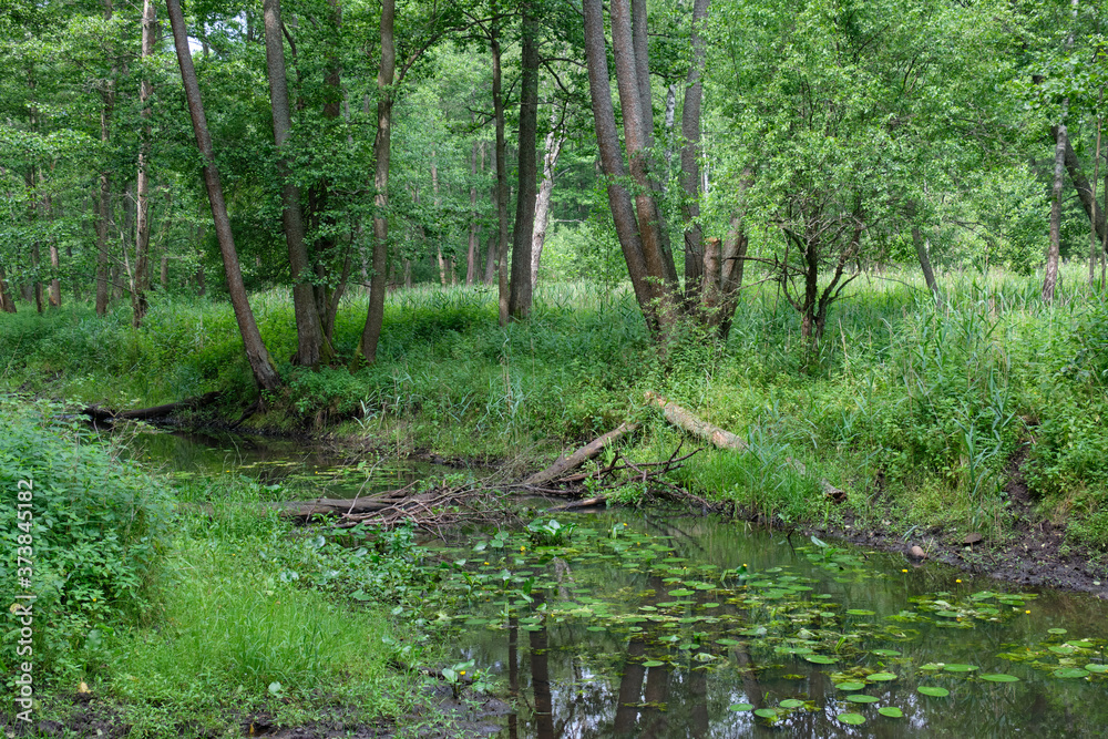 Small natural forest river in sunrise light Small natural forest river in sunrise light