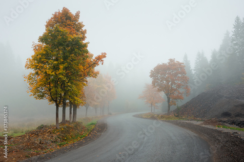 trees in the fog on the road side. misty autumnal weather. overcast sky. fall season
