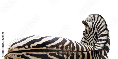 Zebra lying on the ground with white background looking at the viewer