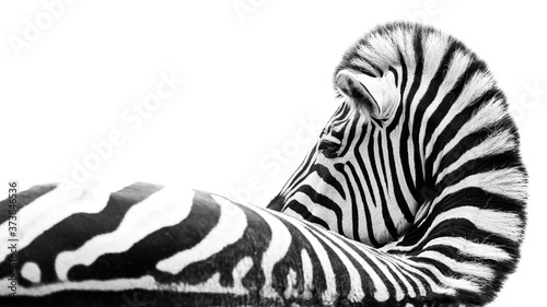 Zebra lying on the ground in black & white