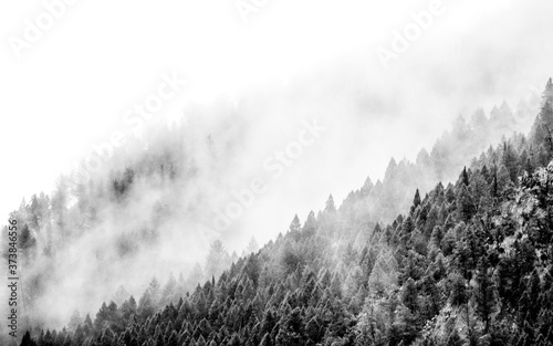 USA, Wyoming, Hoback, clouds intermingling with evergreens on rainy morning in black and white photo