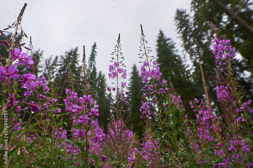 Pink mountain flowers with pine forest
