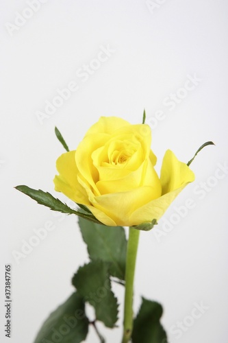 Yellow rose