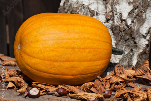 Fototapeta Naklejka Na Ścianę i Meble -  Dynia pośród suchych liści i owoców kasztanowca, w tle kora z brzozy, aranżacja.