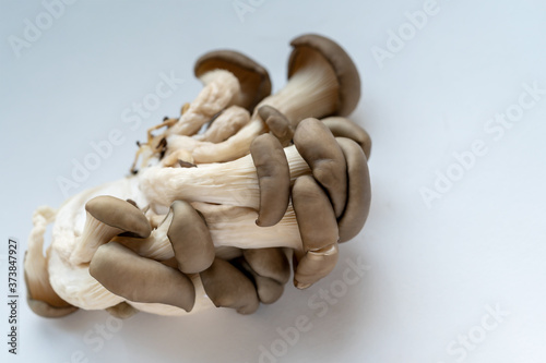 Oyster mushrooms on a light background,