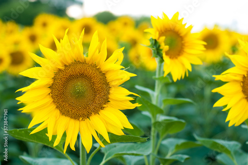 field of sunflowers