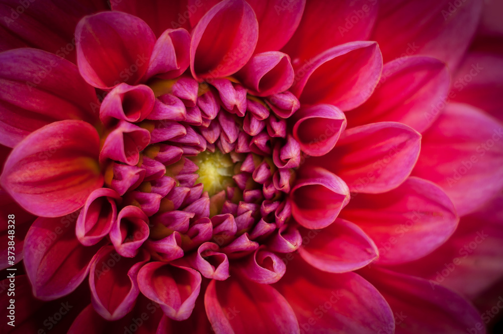 dahlia flower
