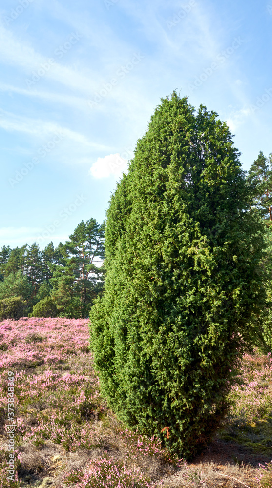 Slender juniper bush by the wayside in the blooming heath near Lueneburg, Germany