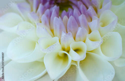 white chrysanthemum flower © Евгений Лютиков