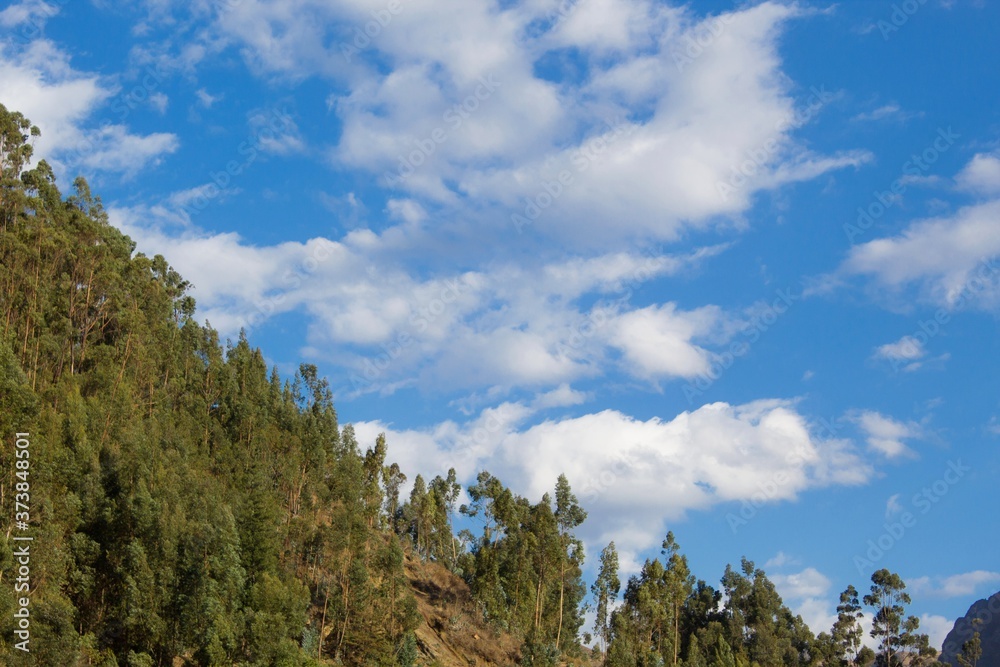 forest and sky