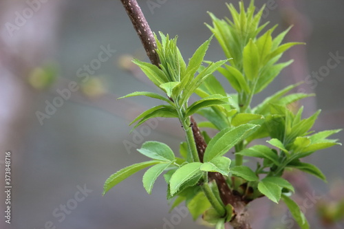 a branch of a tree with young leaves