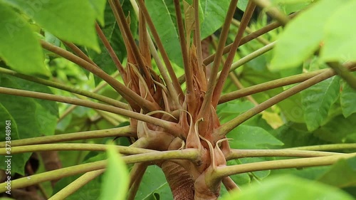 Fresh Chinese Rice paper plant photo