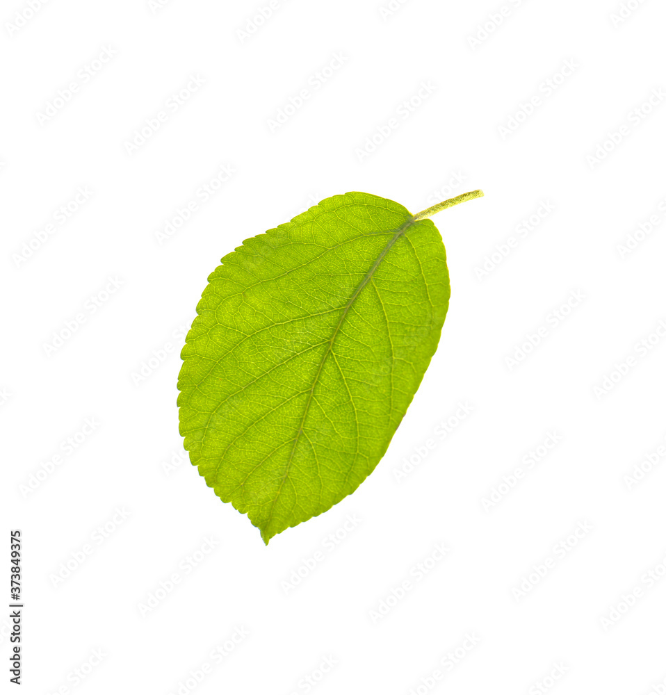 Fototapeta premium Green leaf of apple tree isolated on white