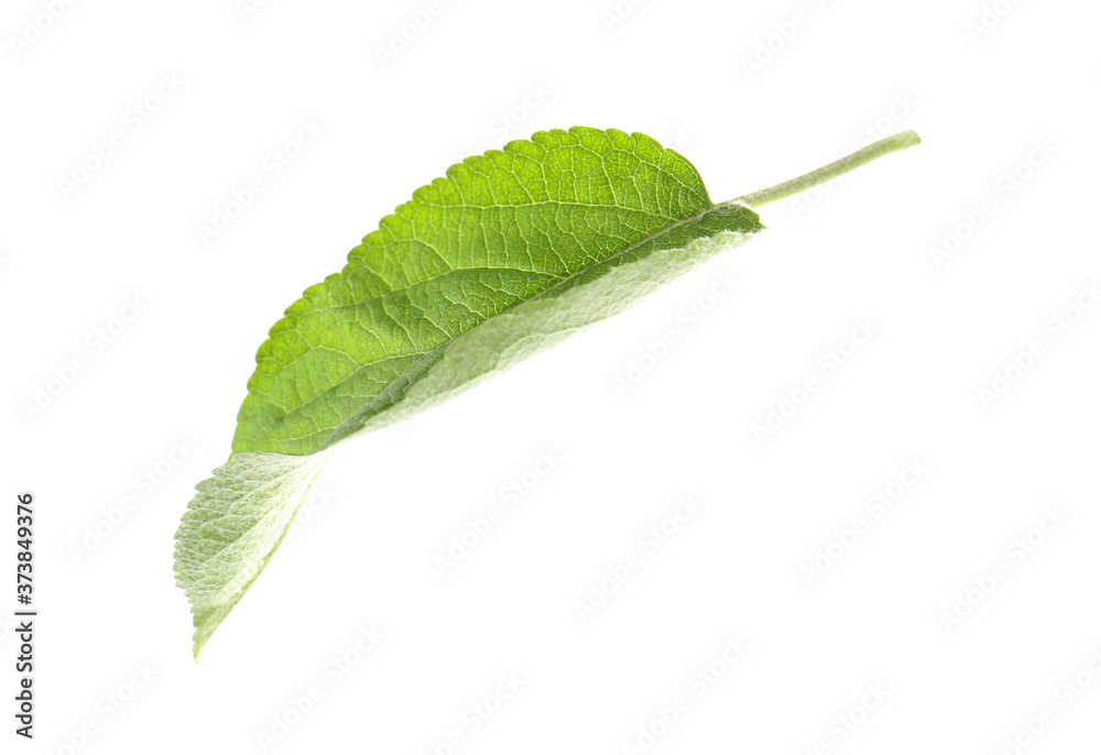 Fototapeta premium Green leaf of apple tree isolated on white
