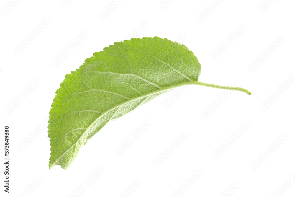 Fototapeta premium Green leaf of apple tree isolated on white