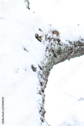 Snowy trees in winter. Trees covered with hoarfrost and snow in winter. Christmas snowy backgroundic holiday background.