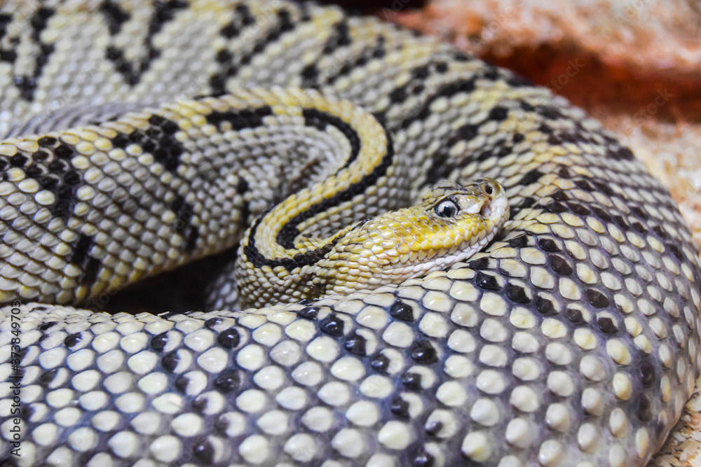 Fototapeta premium portrait of a snake lying in an aviary