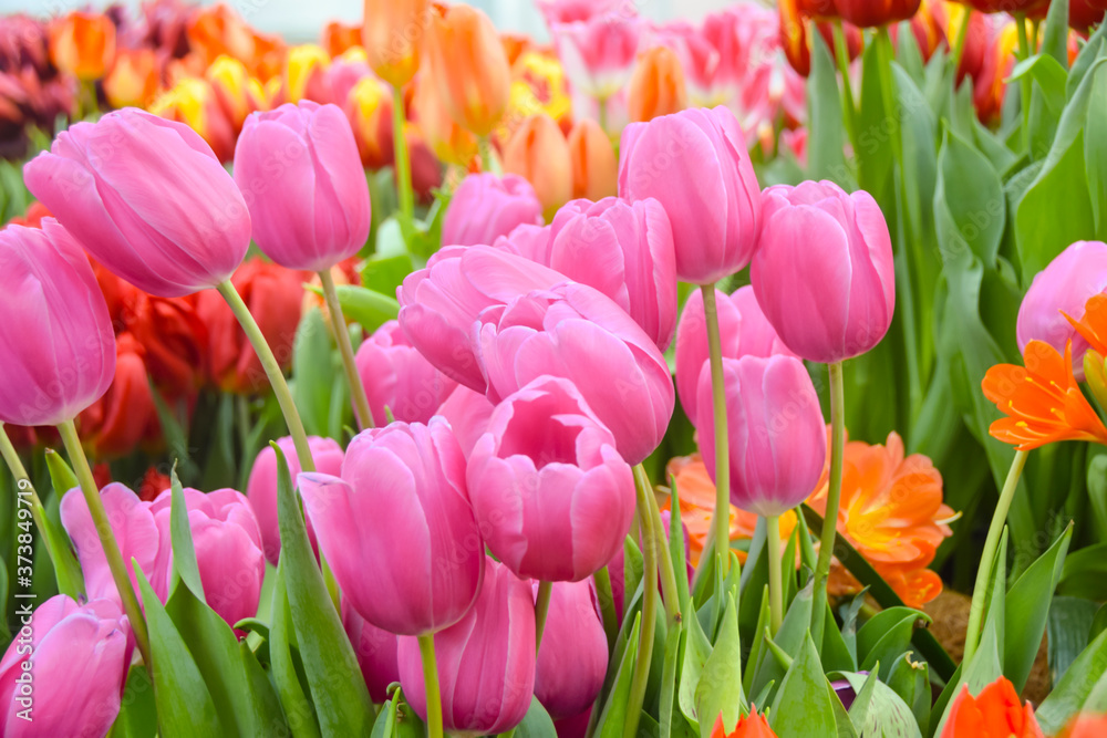 bright pink tulips  many  multicolored beautiful  flowers pink