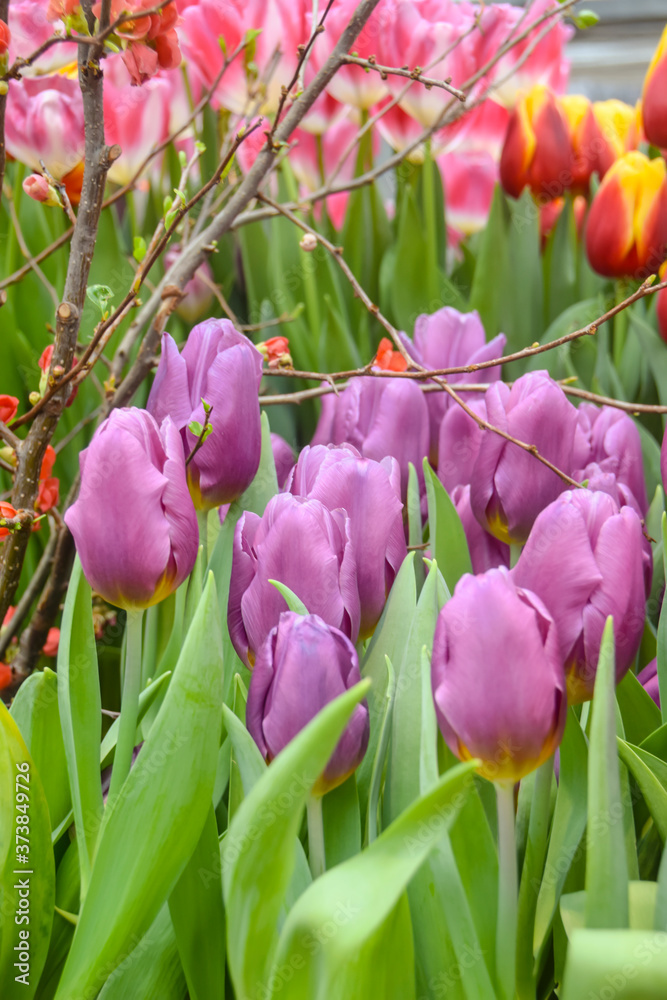 Naklejka premium purple tulips with a decorative branch