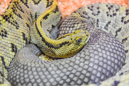 portrait of a snake lying in an aviary